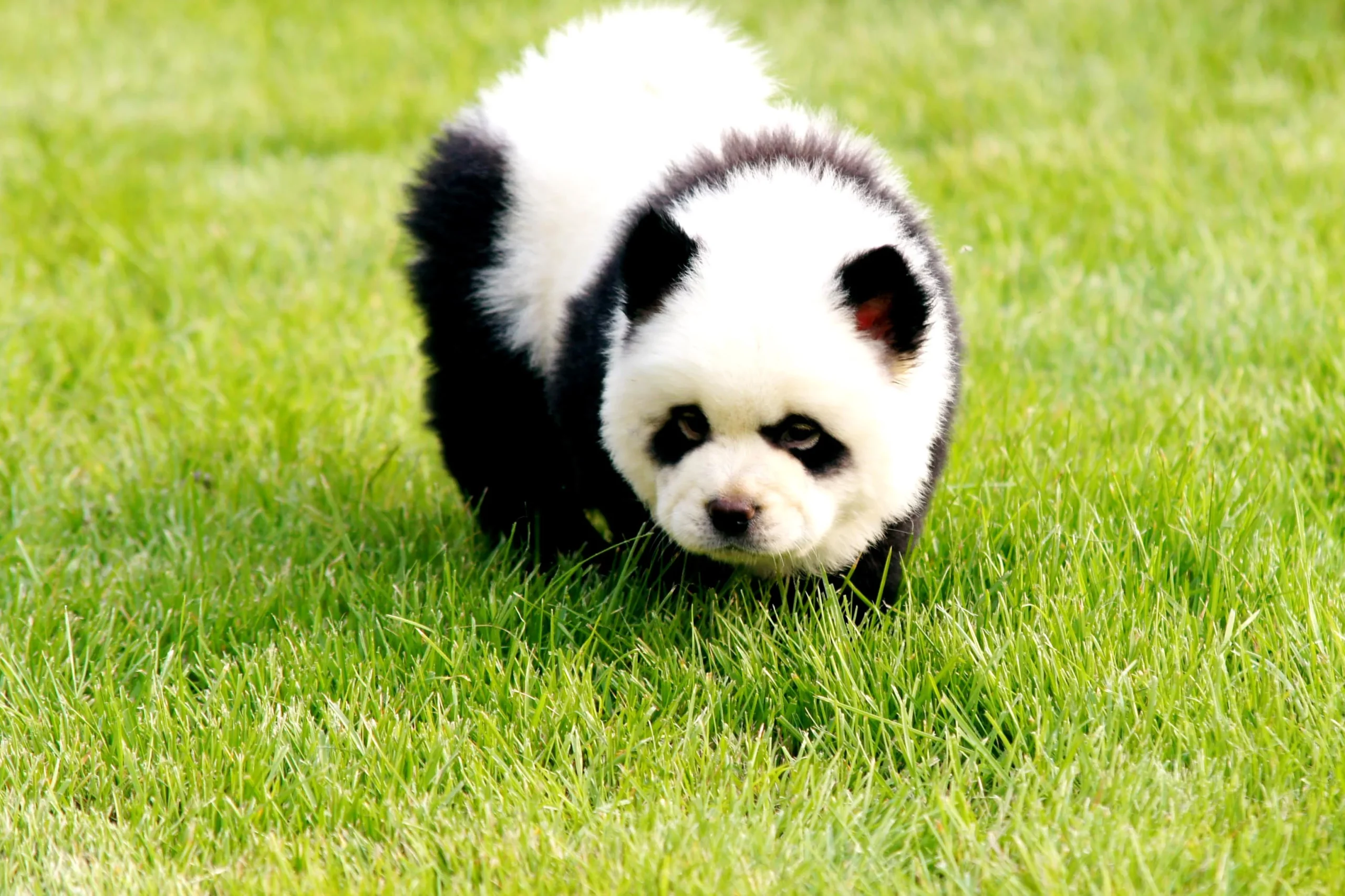 Mini Panda sa Isang Zoo sa China